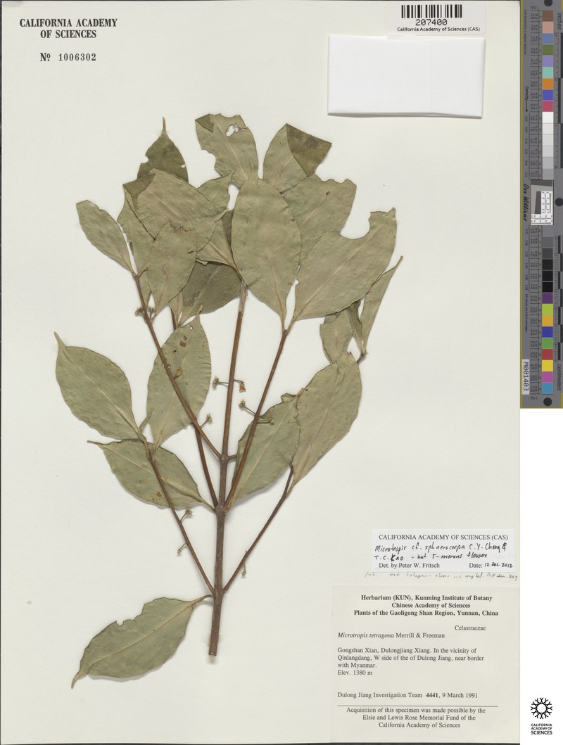 Microtropis sphaerocarpa photo 2