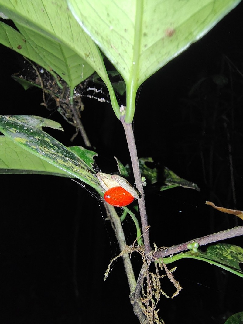 Microtropis stocksii photo 2