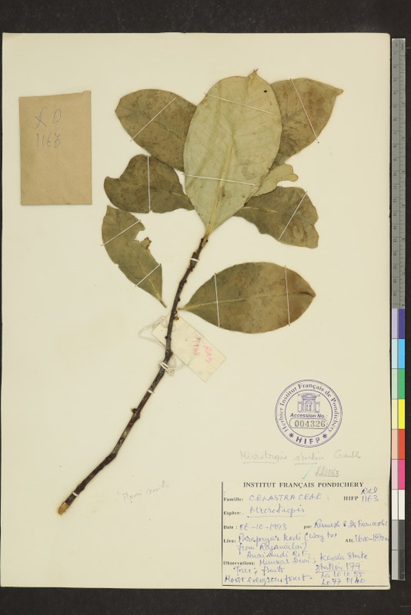 Microtropis stocksii photo 3