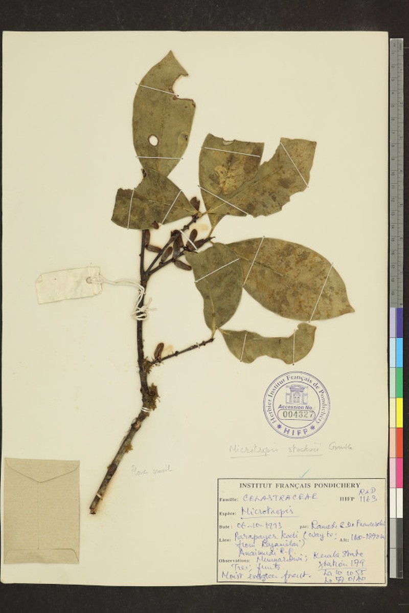 Microtropis stocksii photo 4