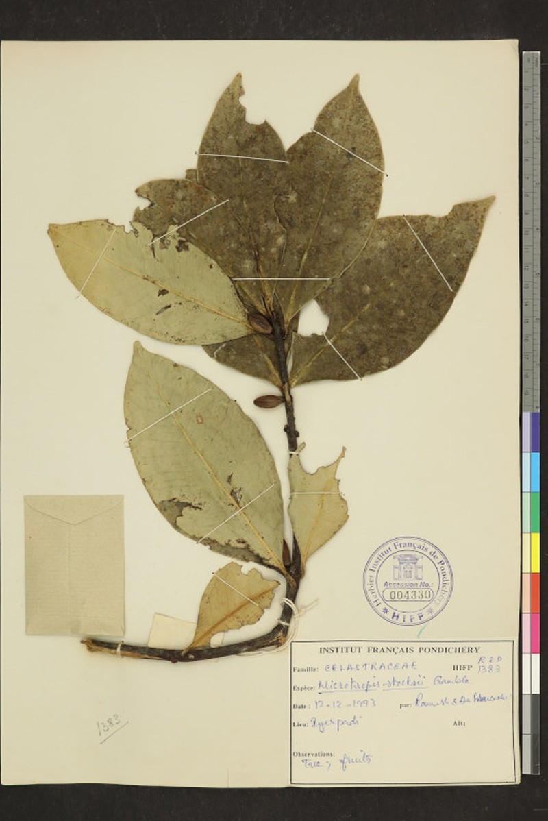 Microtropis stocksii photo 5