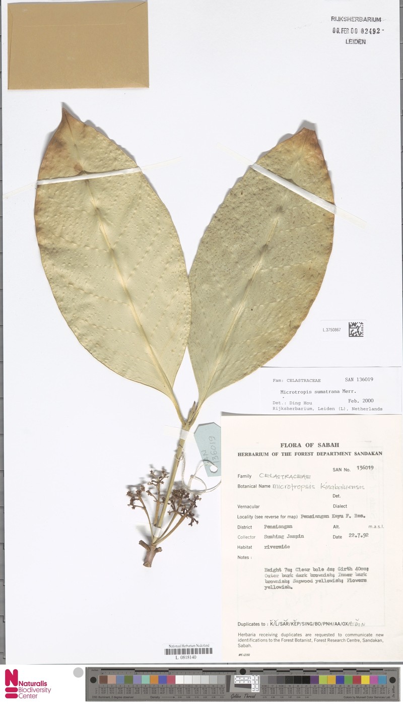 Microtropis sumatrana