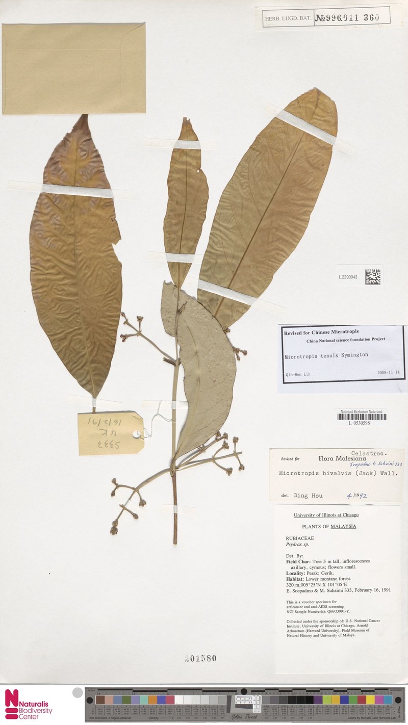 Microtropis tenuis