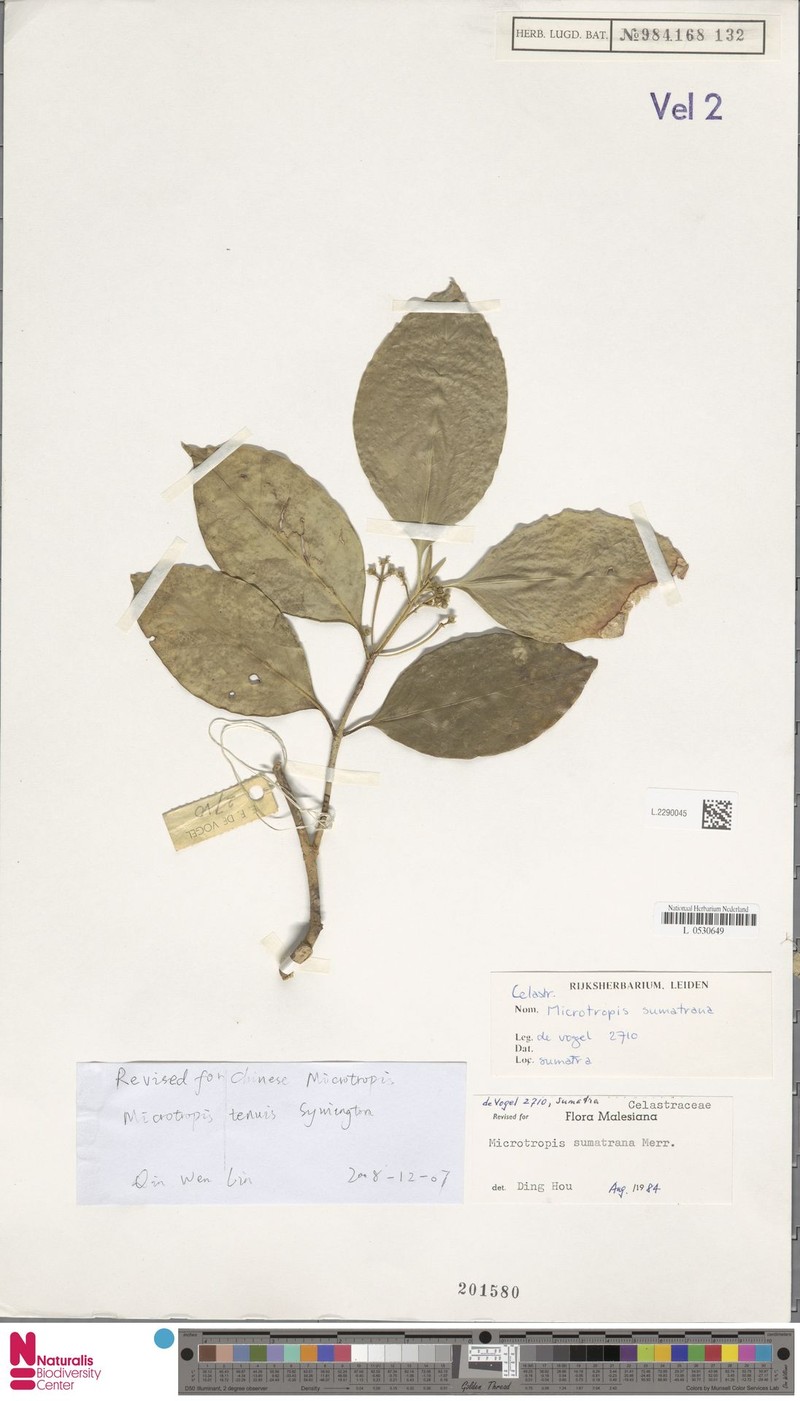 Microtropis tenuis photo 3