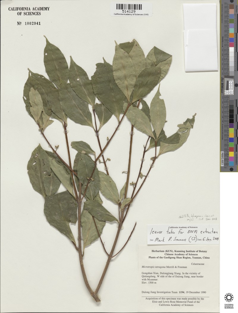 Microtropis tetragona