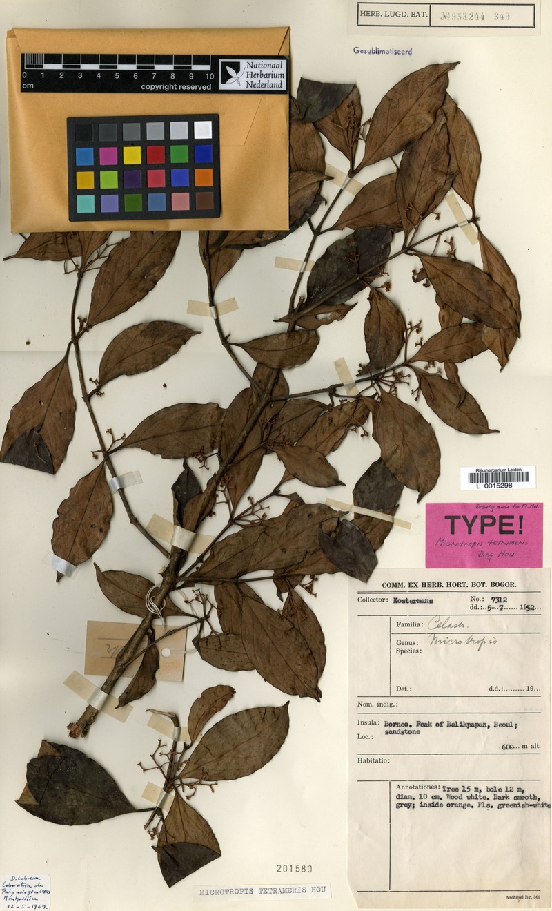 Microtropis tetrameris