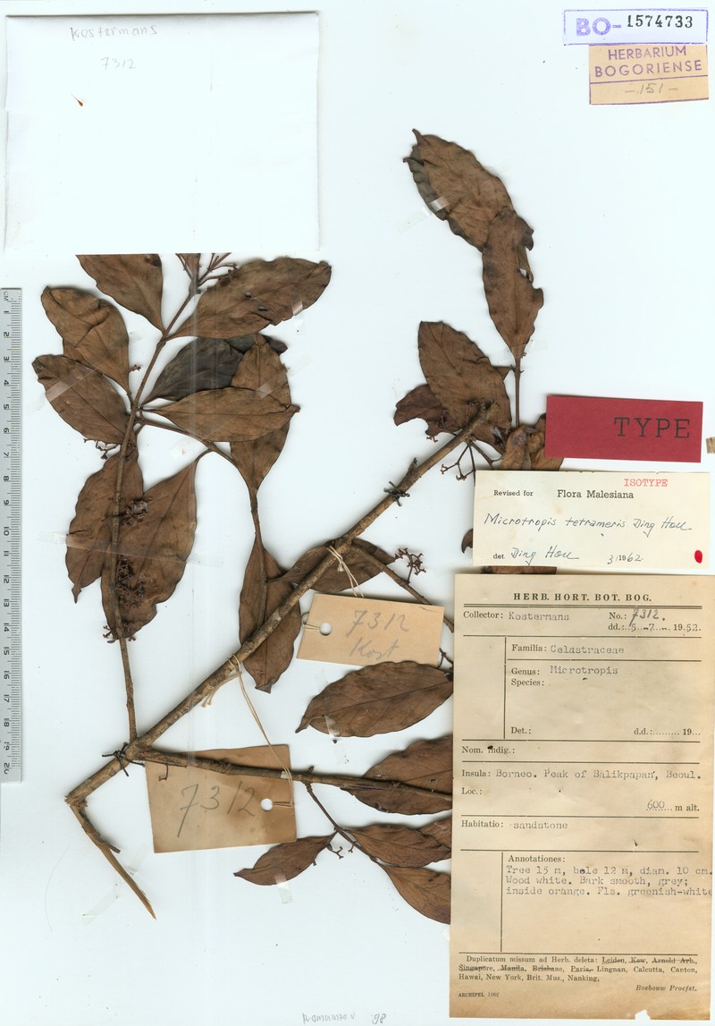 Microtropis tetrameris photo 2