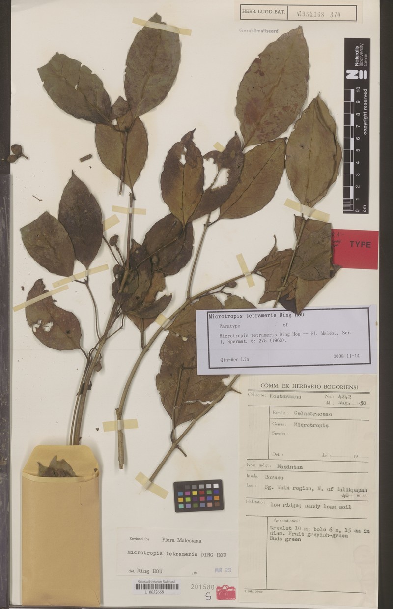 Microtropis tetrameris photo 3