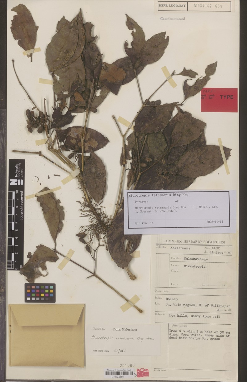 Microtropis tetrameris photo 4