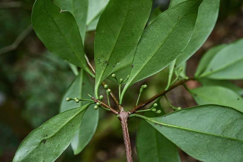 Microtropis triflora