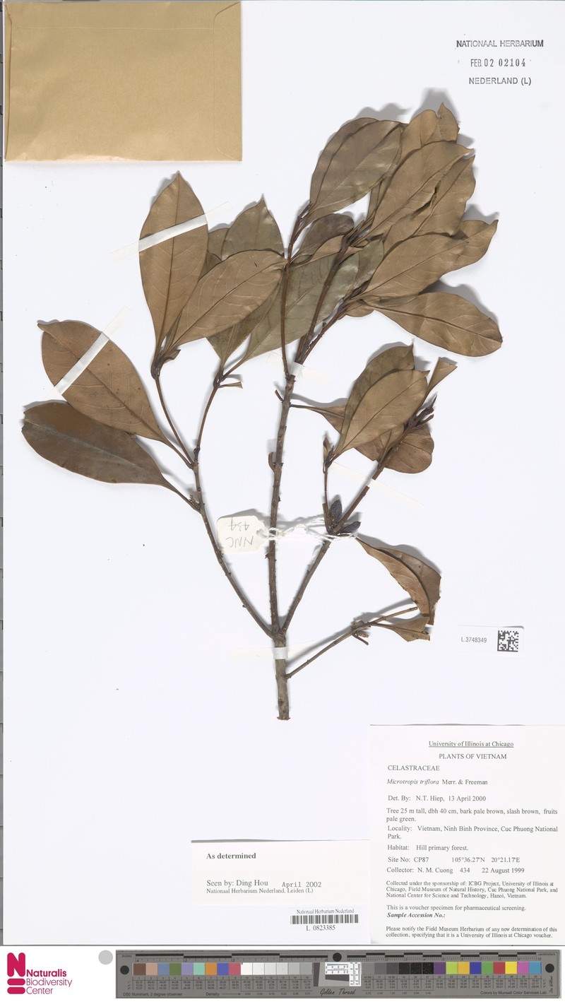 Microtropis triflora photo 2