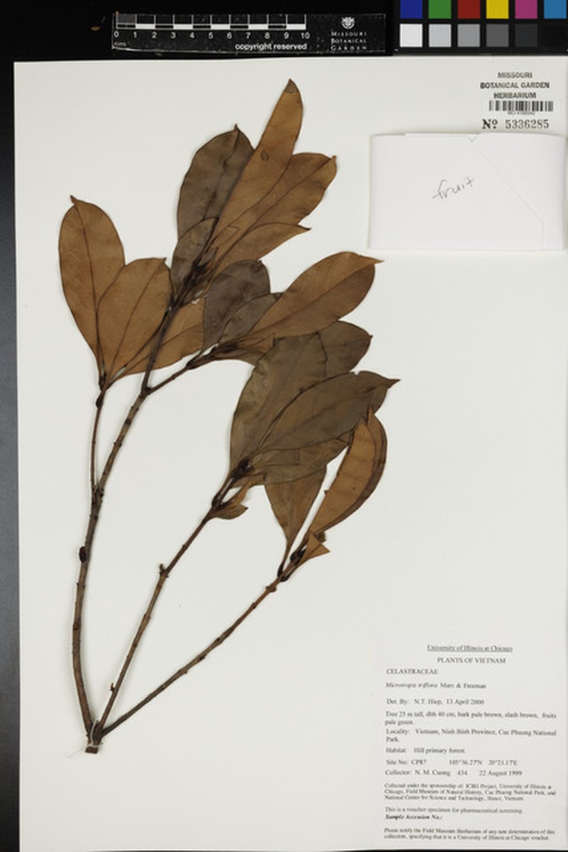 Microtropis triflora photo 3
