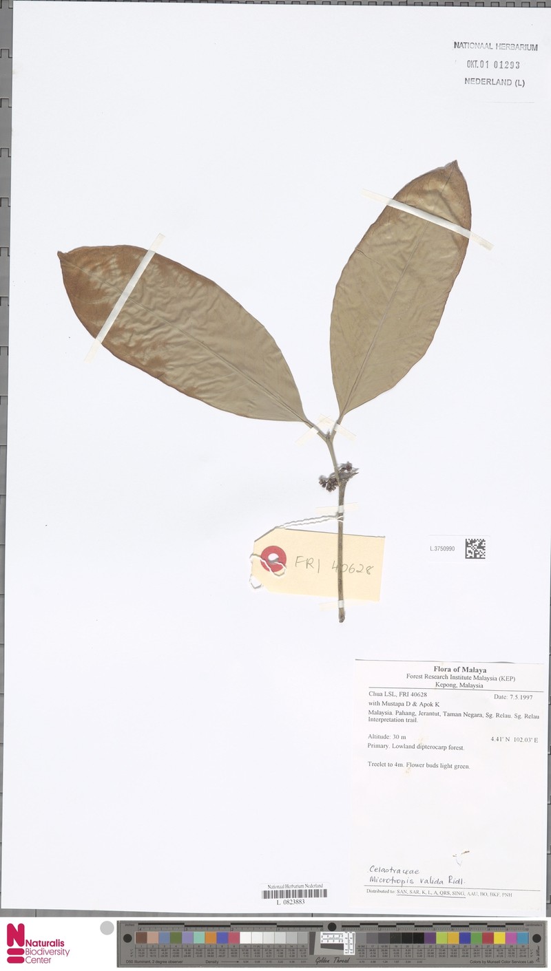 Microtropis valida