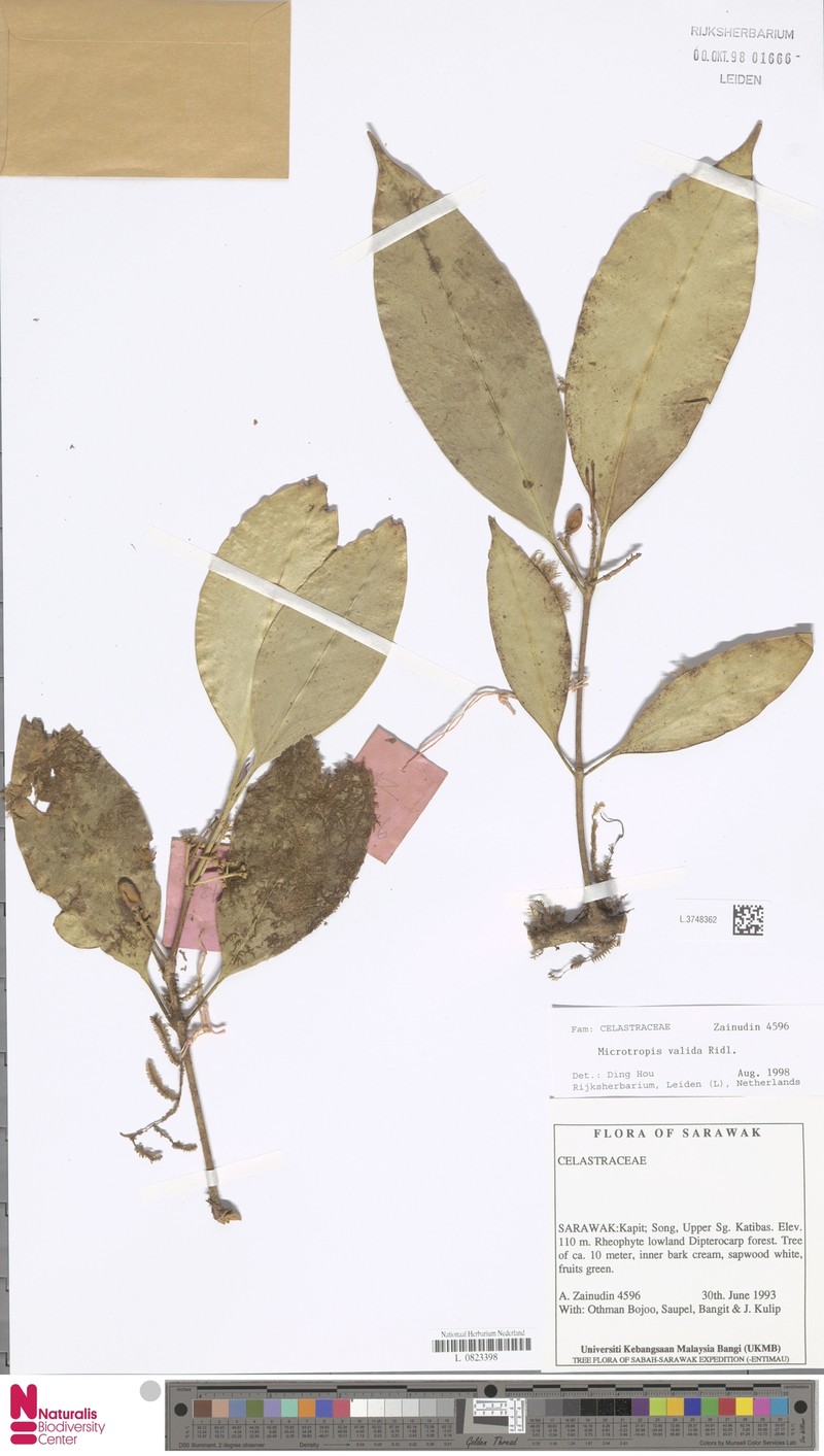 Microtropis valida photo 2
