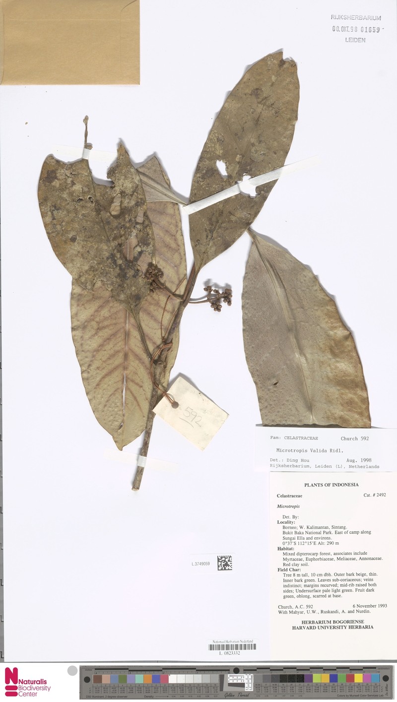 Microtropis valida photo 3