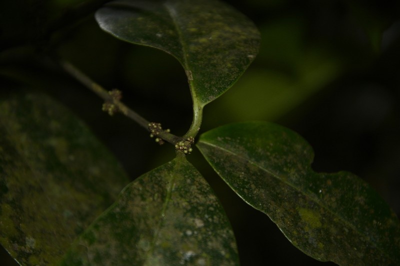 Microtropis wallichiana photo 3
