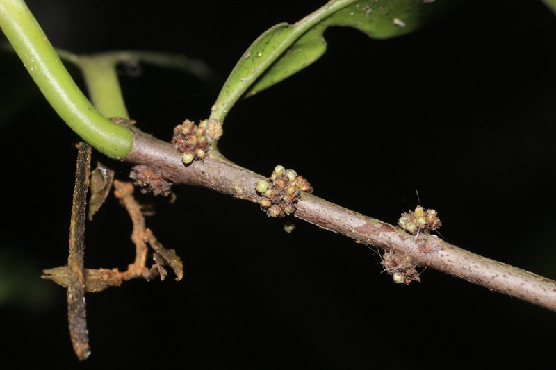 Microtropis wallichiana photo 4