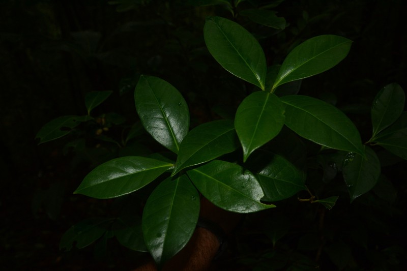Microtropis wallichiana photo 5