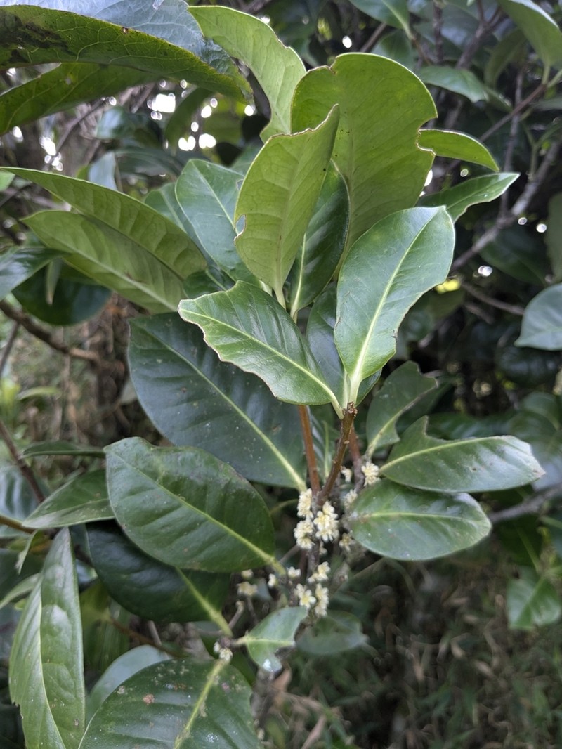 Microtropis wallichiana photo 6