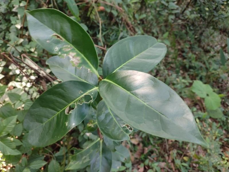 Microtropis wallichiana photo 7