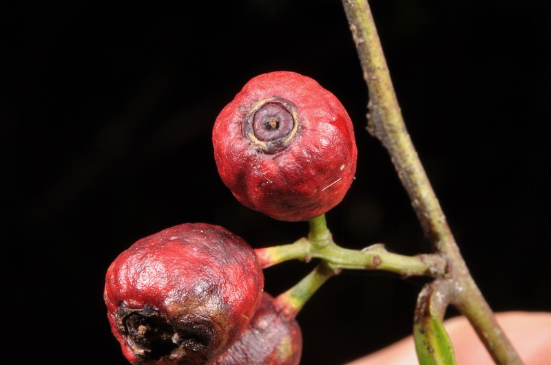 Willowleaf Sandalwood photo 2