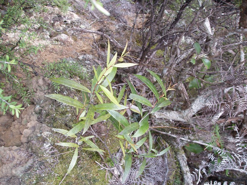 Willowleaf Sandalwood photo 3