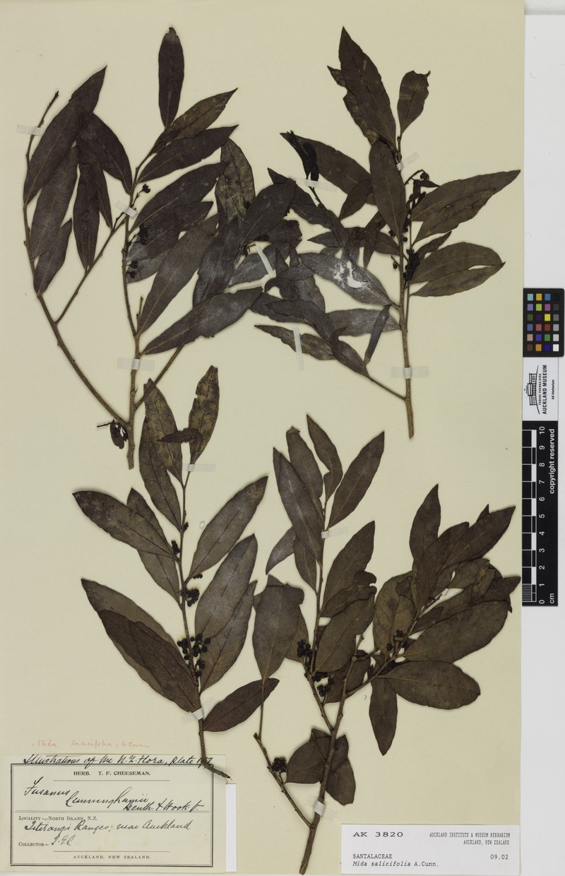 Willowleaf Sandalwood photo 4