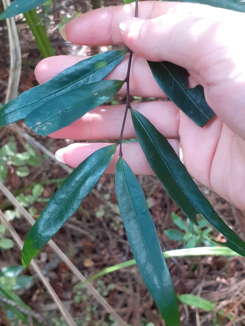 Willowleaf Sandalwood photo 5