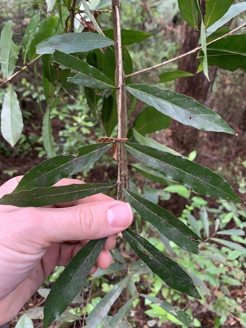 Willowleaf Sandalwood photo 6