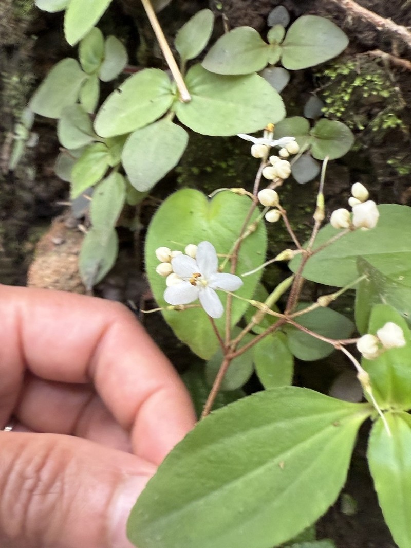 Middletonia evrardii