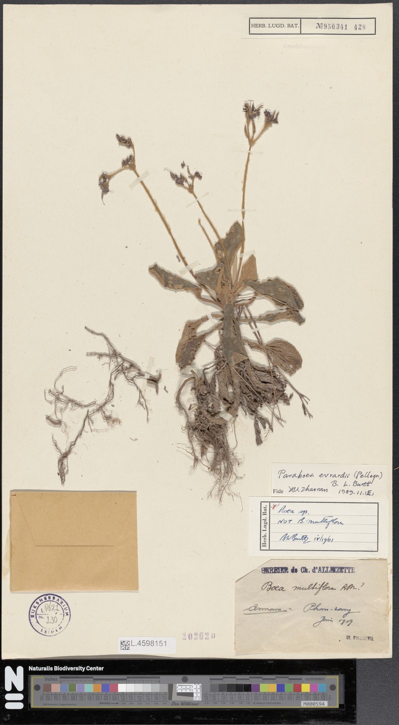 Middletonia evrardii photo 2