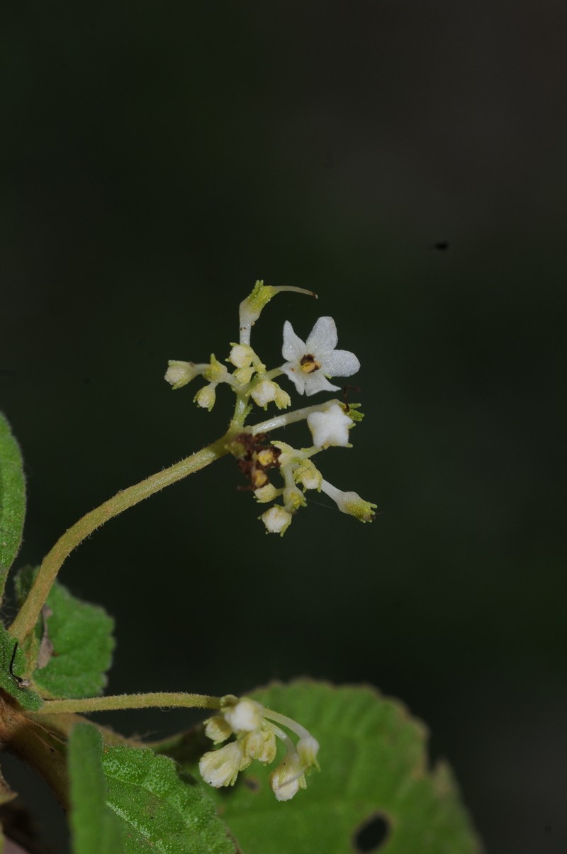 Middletonia glebosa