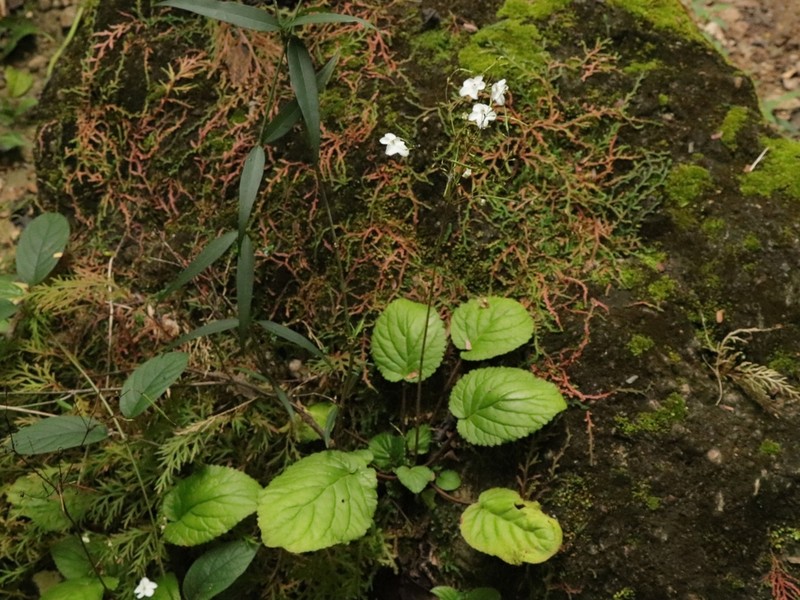 Middletonia multiflora