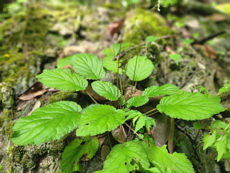 Middletonia multiflora photo 2