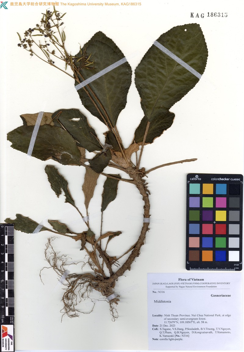 Middletonia multiflora photo 3