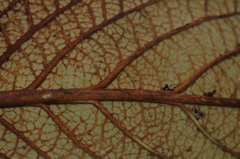 Middletonia multiflora photo 5