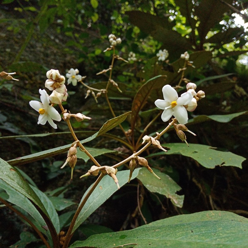 Middletonia regularis