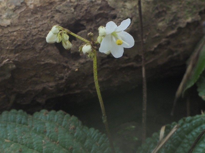 Middletonia reticulata