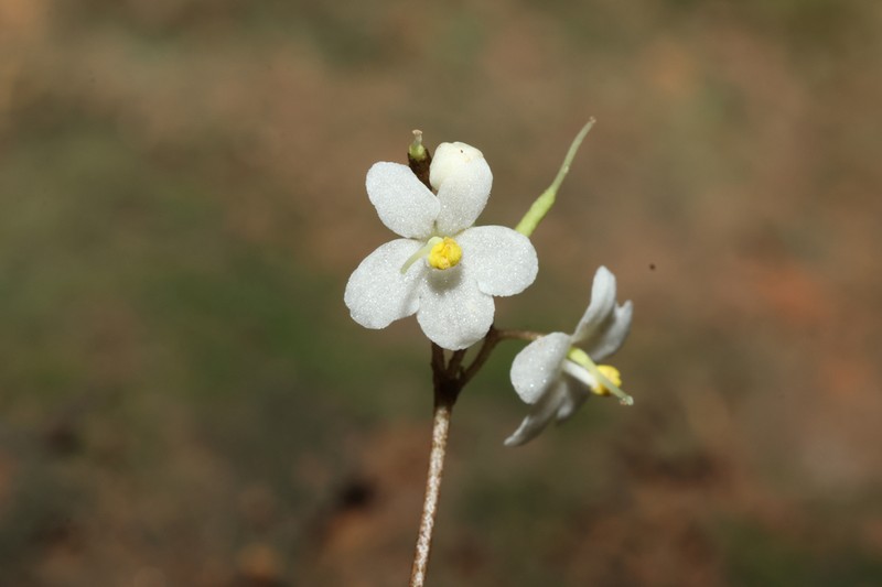 Middletonia reticulata photo 2