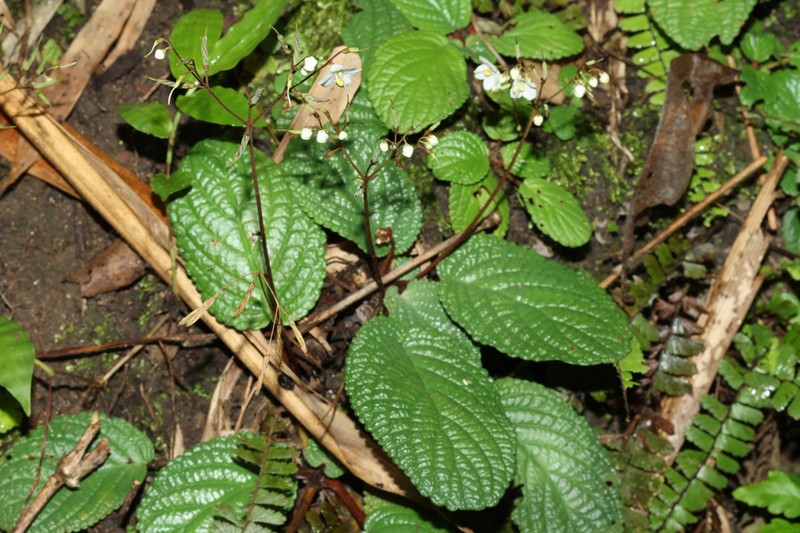 Middletonia reticulata photo 3