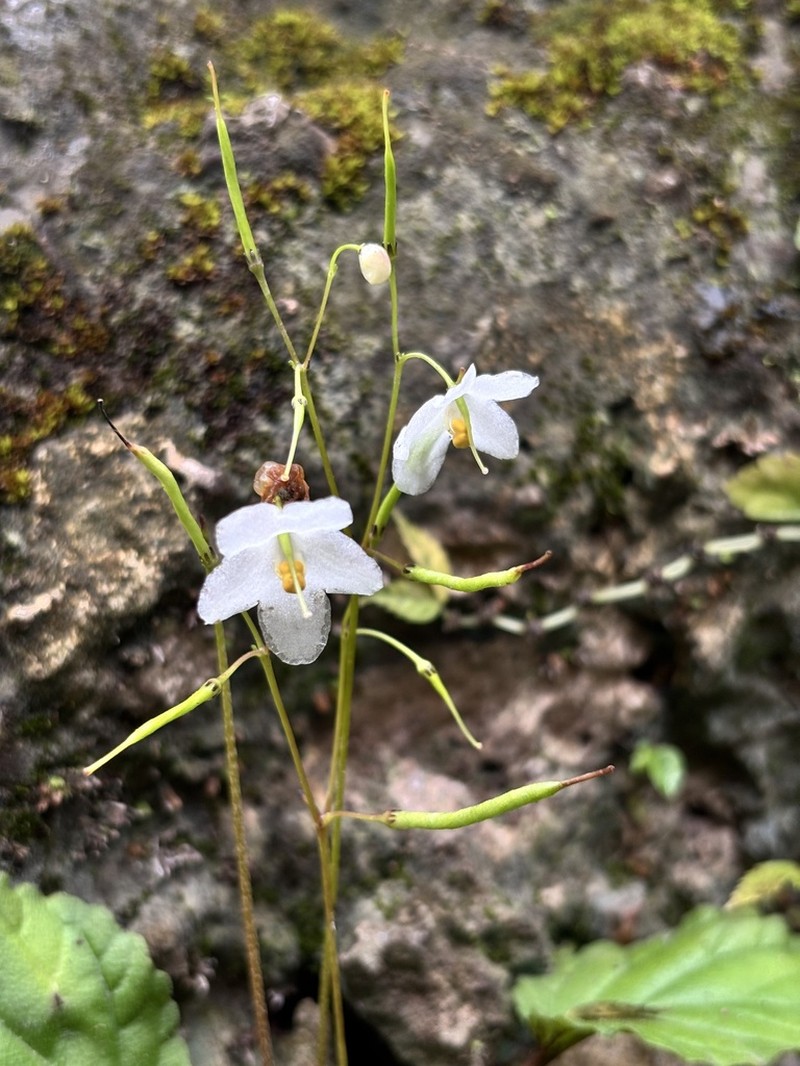 Middletonia reticulata photo 4