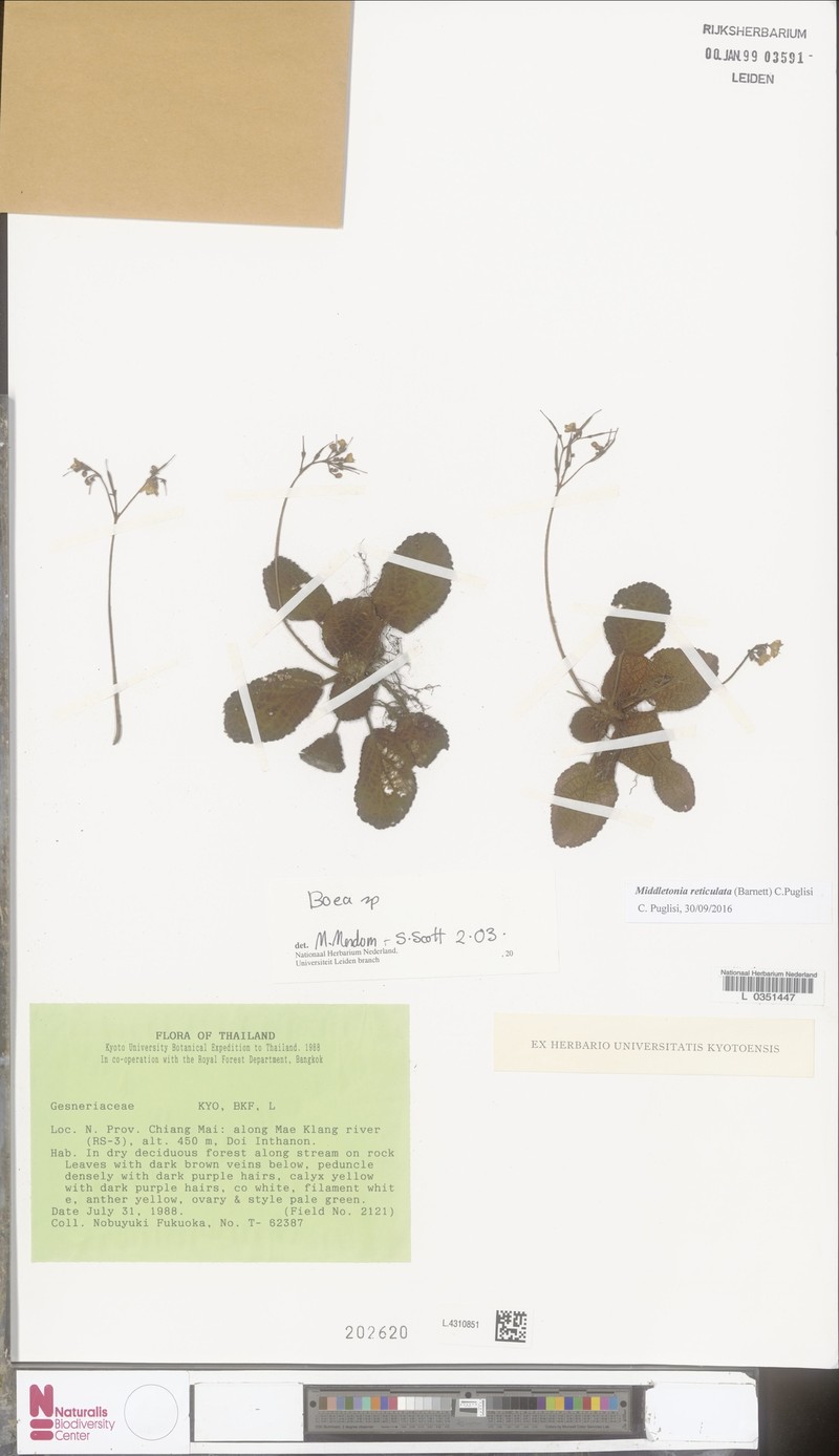 Middletonia reticulata photo 5