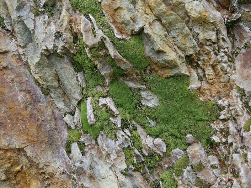 Mielichhof's Copper Moss