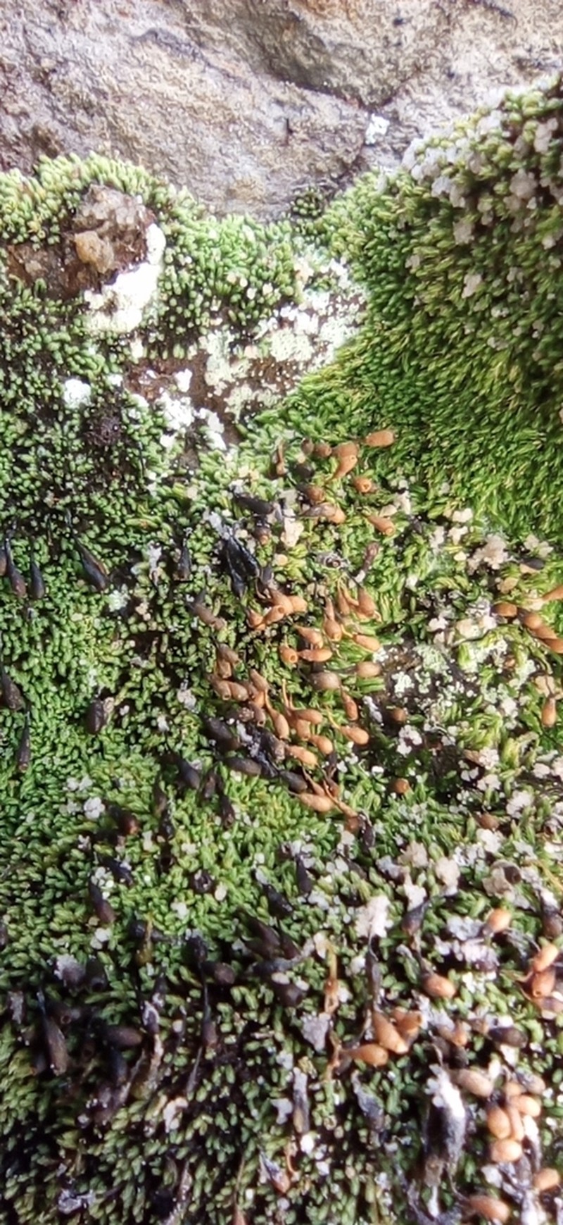 Mielichhof's Copper Moss photo 2