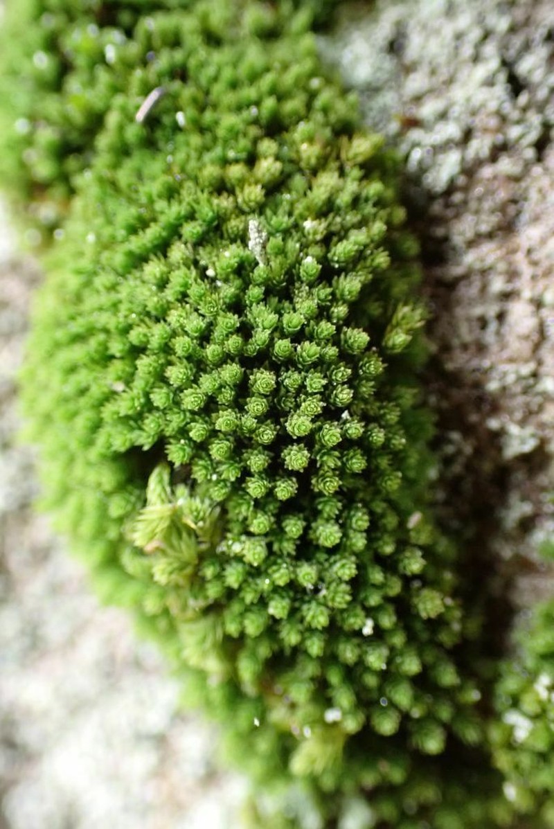 Mielichhof's Copper Moss photo 3
