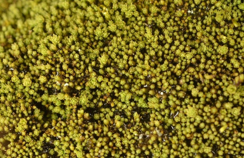 Mielichhof's Copper Moss photo 4