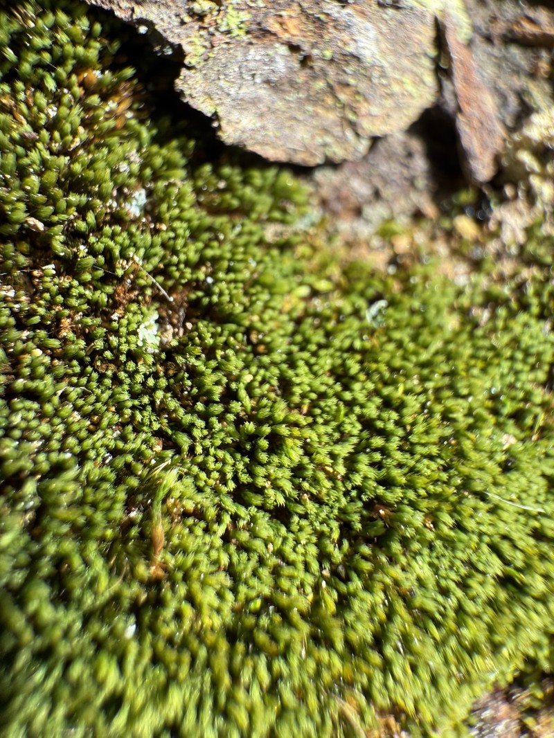 Mielichhof's Copper Moss photo 6