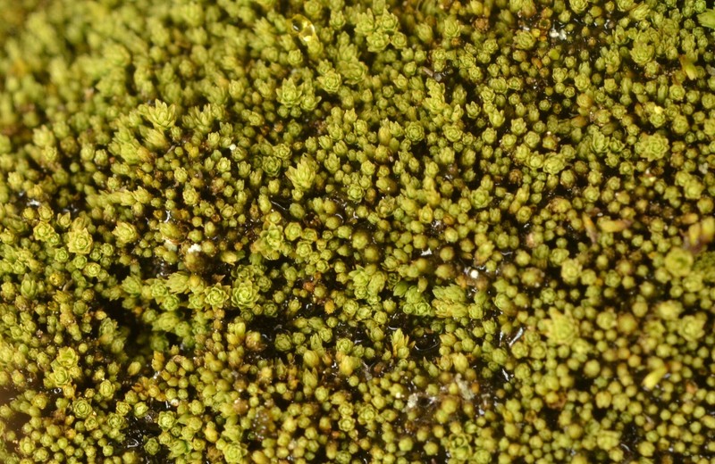 Mielichhof's Copper Moss photo 7