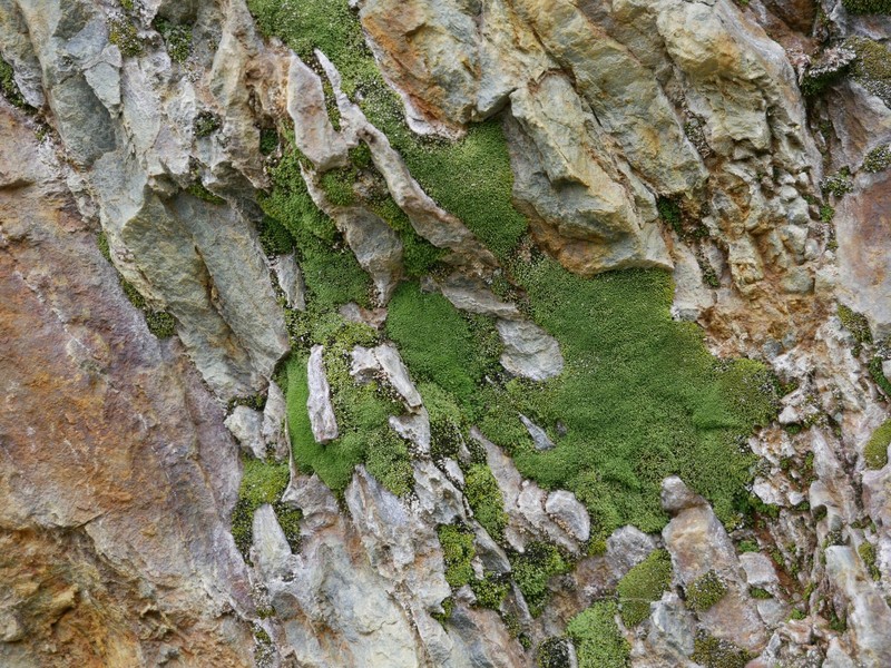 Mielichhof's Copper Moss photo 8