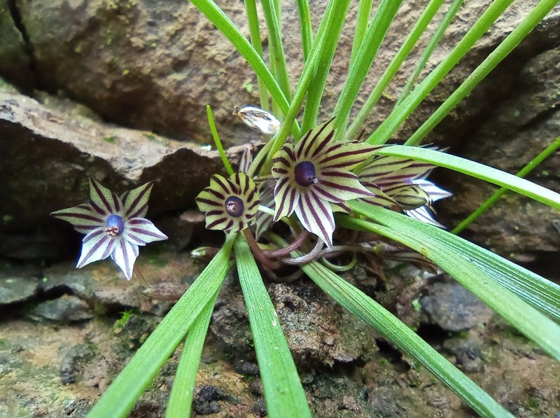 Miersia raucoana